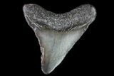 Juvenile Megalodon Tooth - Georgia #75444-1